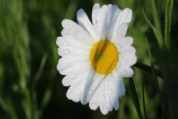 margriet