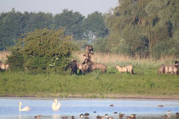 paarden