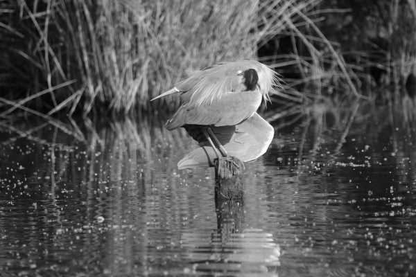 reiger