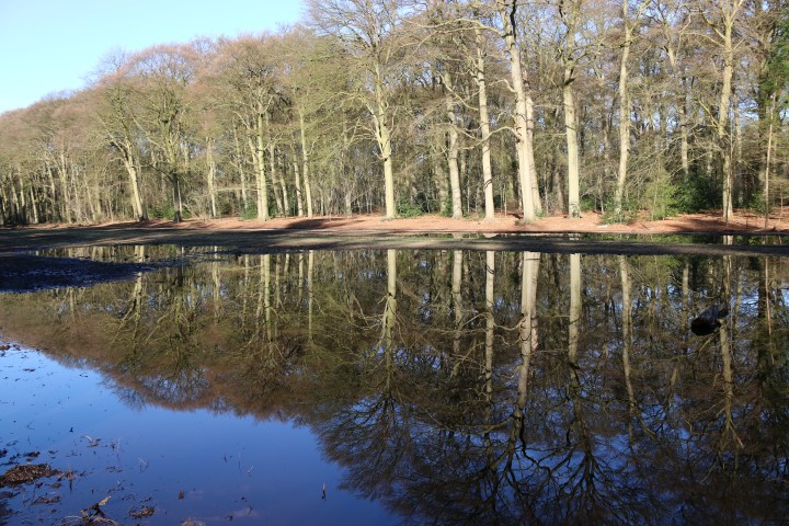 Baarns bos spiegeling van bomen in het water