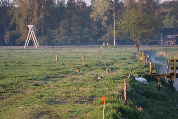 hazen